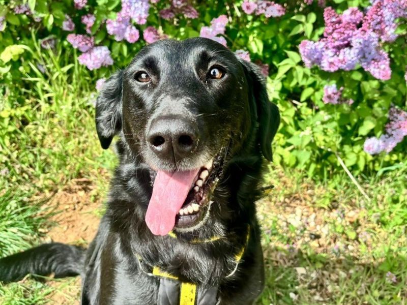 undefined | Retriever (Labrador) Cross | undefined - 1