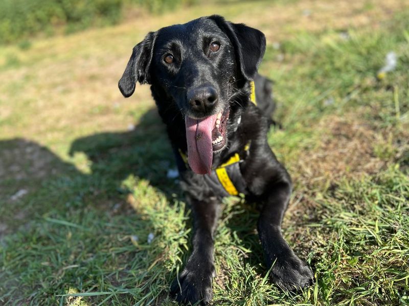 undefined | Retriever (Labrador) Cross | undefined - 8