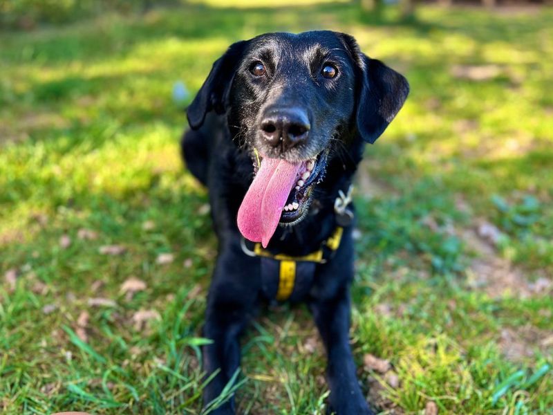 undefined | Retriever (Labrador) Cross | undefined - 6