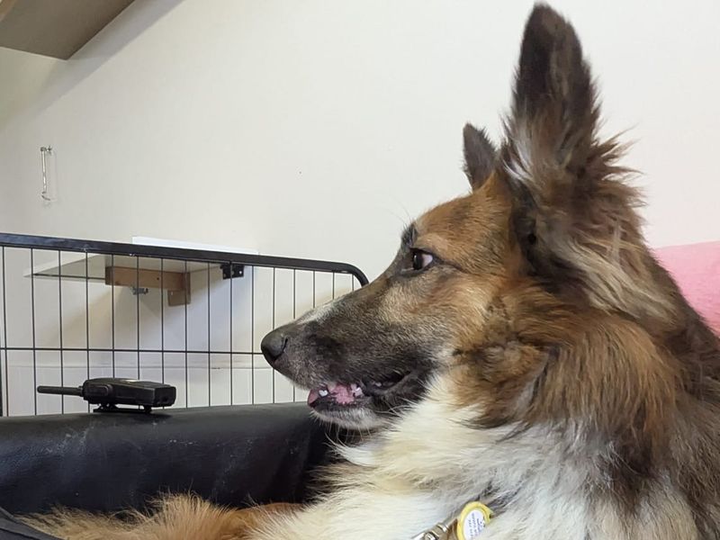 German Shepherd for adoption in Shoreham by Sea, West Sussex – 3 years old - Image 2 of 3
