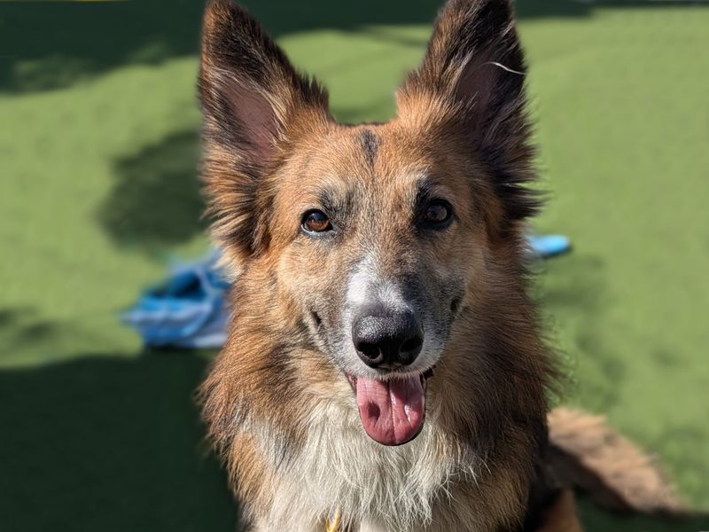 German Shepherd for adoption in Shoreham by Sea, West Sussex – 3 years old - Image 3 of 3