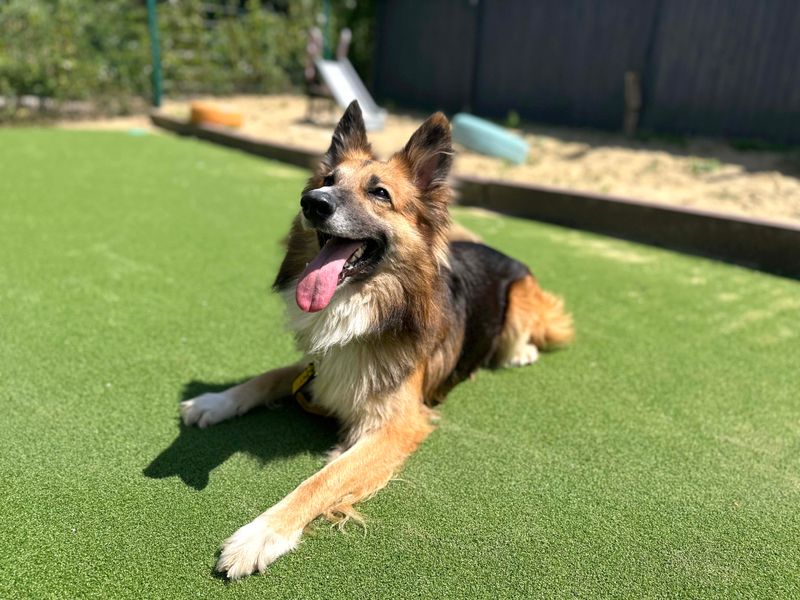 undefined | Collie (Border) Cross | undefined - 5
