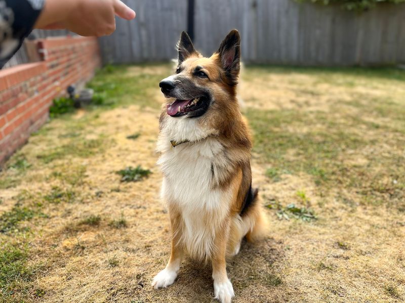 Trilby | Collie (Border) Cross | Shoreham (Sussex) - 1