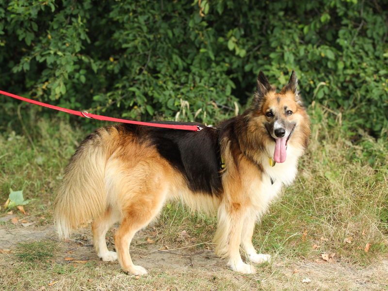 Trilby | Collie (Border) Cross | Shoreham (Sussex) - 3