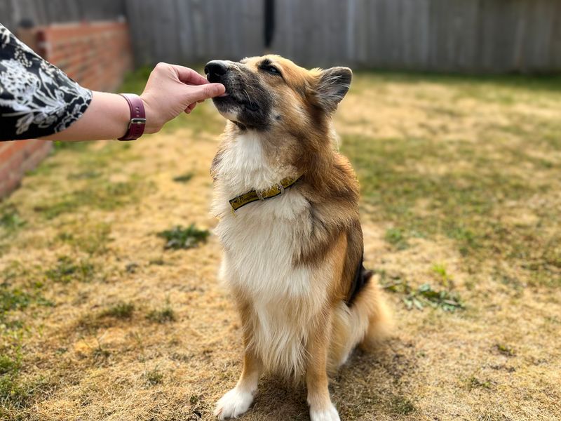 Trilby | Collie (Border) Cross | Shoreham (Sussex) - 7