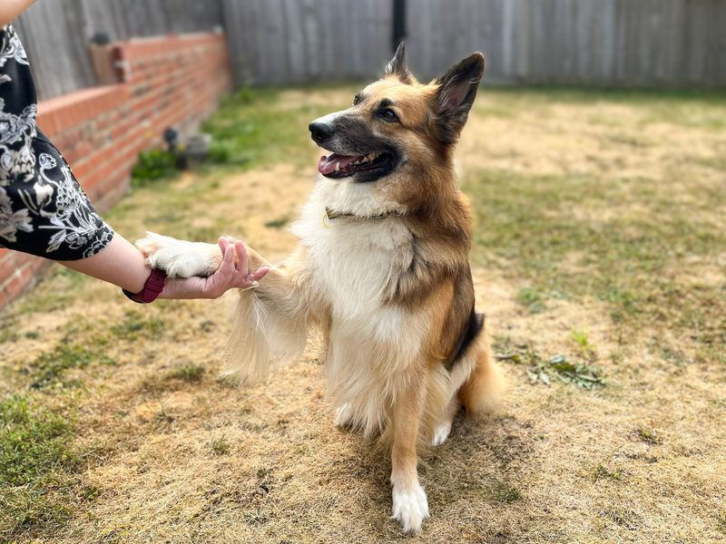 Trilby | Collie (Border) Cross | Shoreham (Sussex) - 9