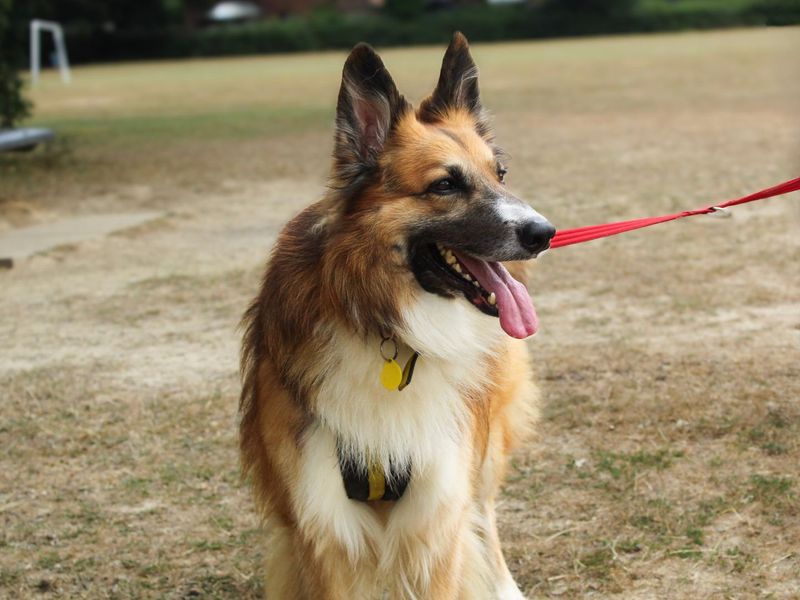 Trilby | Collie (Border) Cross | Shoreham (Sussex) - 10