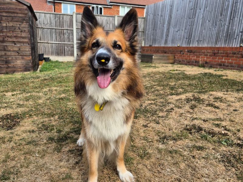 Trilby | Collie (Border) Cross | Shoreham (Sussex) - 5