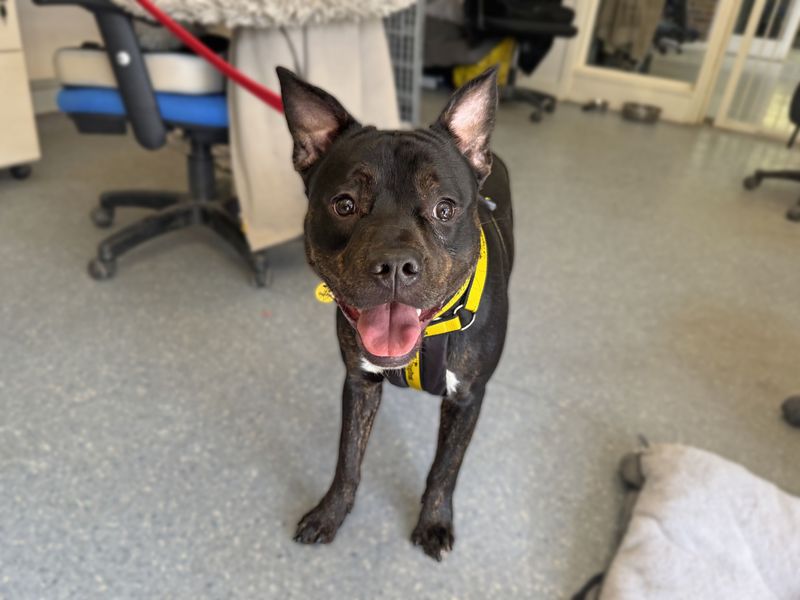 Max for sale in Wickford, Essex