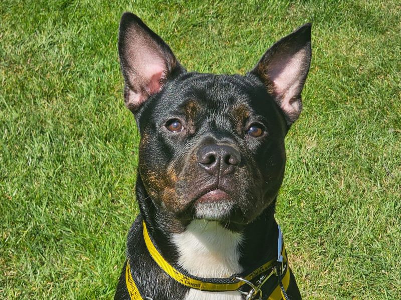 Max for sale in Wickford, Essex - Image 6