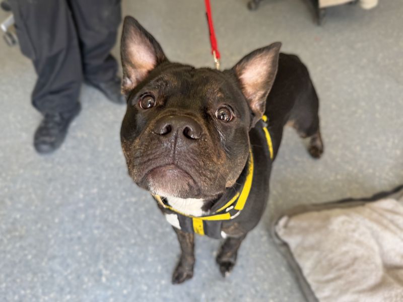 Max for sale in Wickford, Essex - Image 3