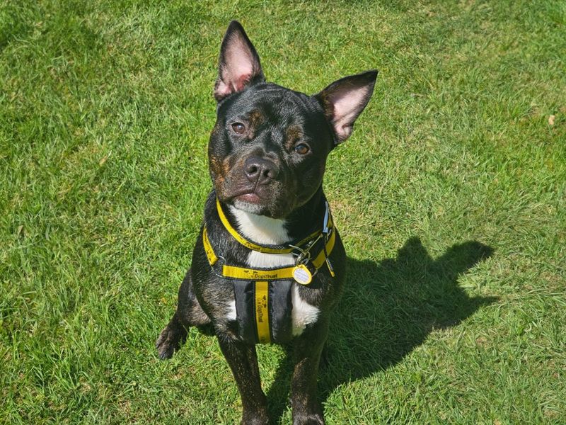 Max for sale in Wickford, Essex - Image 5