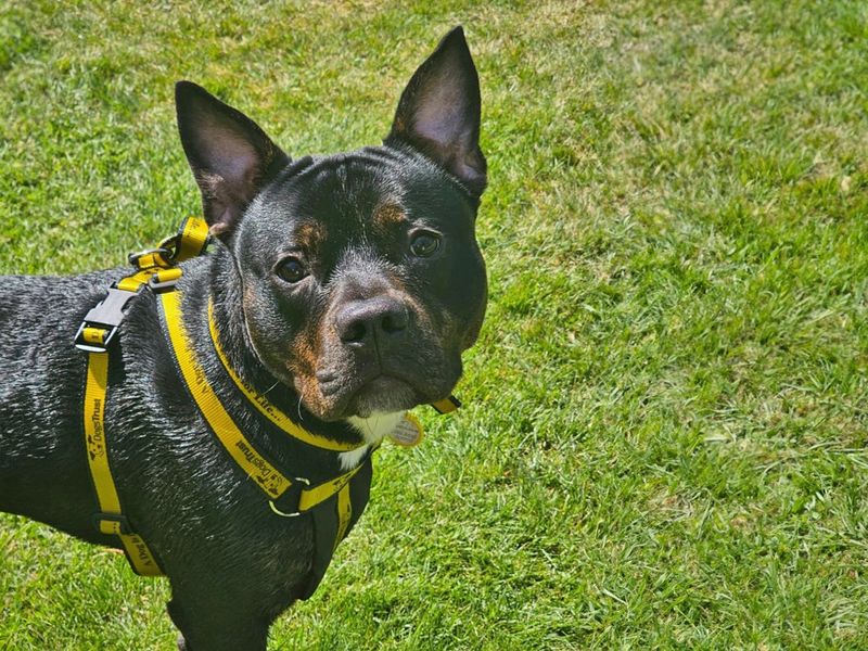 Max for sale in Wickford, Essex - Image 4