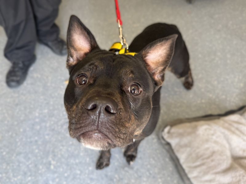 Max for sale in Wickford, Essex - Image 2