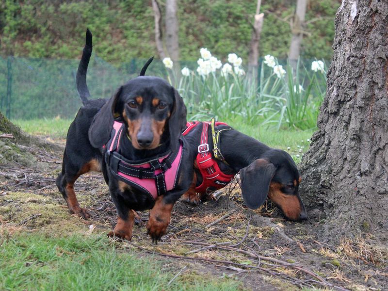 Lottie for sale in Liverpool, Merseyside | Image 2