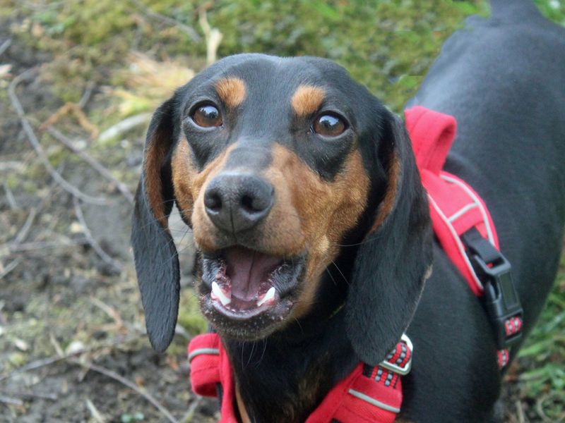 Lottie for sale in Liverpool, Merseyside