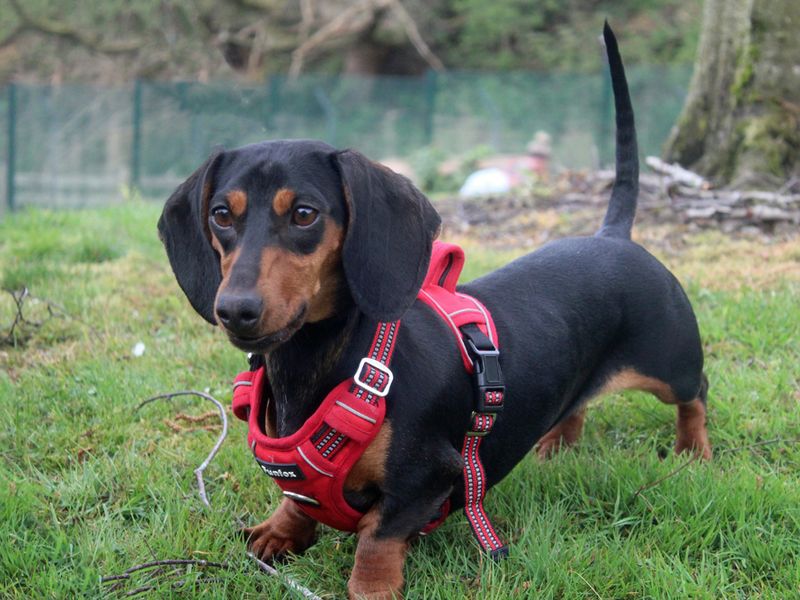 Lottie for sale in Liverpool, Merseyside | Image 3