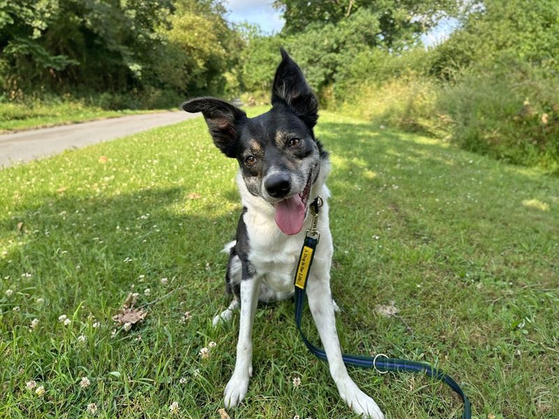 undefined | Collie (Border) | undefined - 11