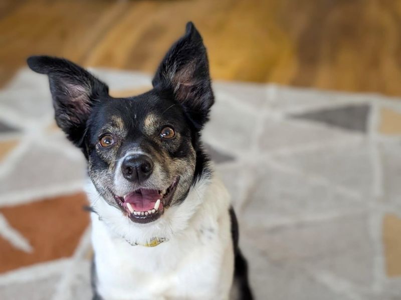 undefined | Collie (Border) | undefined - 4