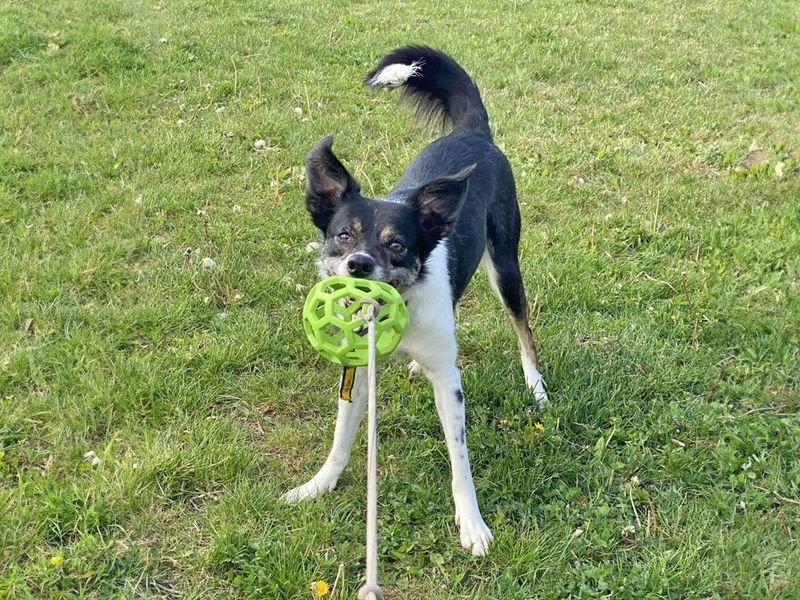 undefined | Collie (Border) | undefined - 5