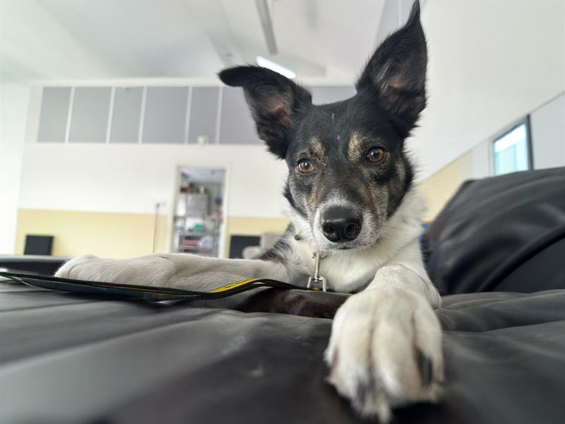 undefined | Collie (Border) | undefined - 3