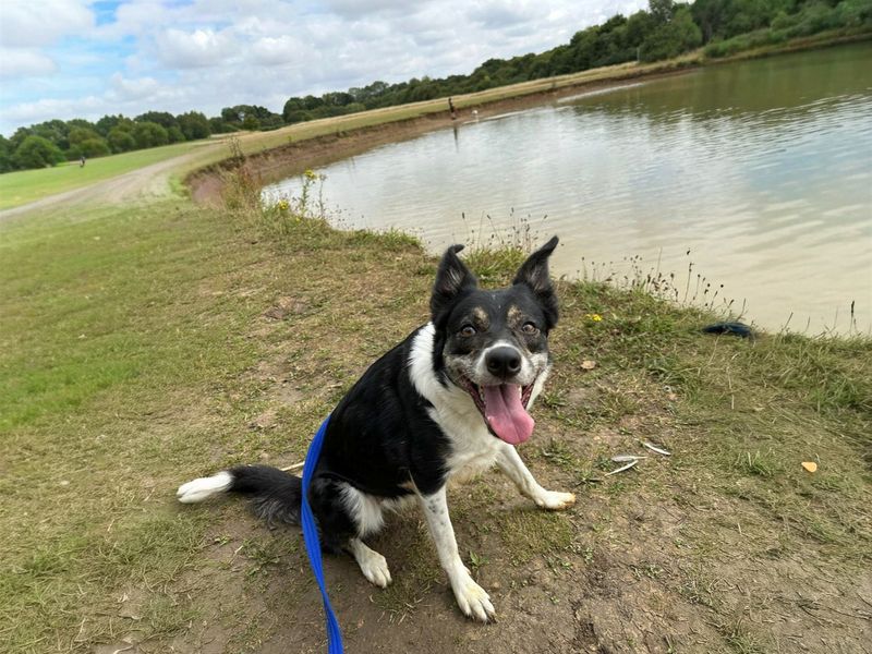 undefined | Collie (Border) | undefined - 23