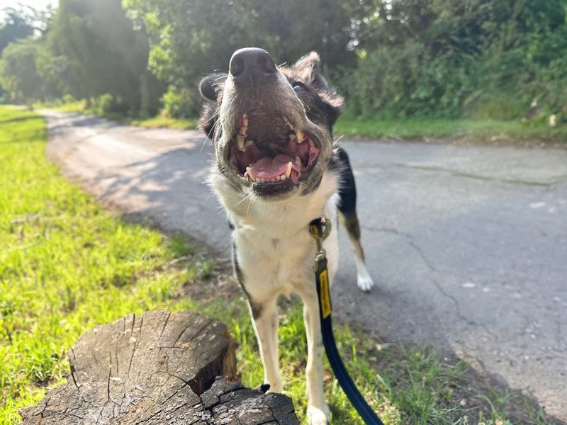 undefined | Collie (Border) | undefined - 17