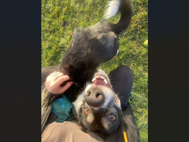 undefined | Collie (Border) | undefined - 14