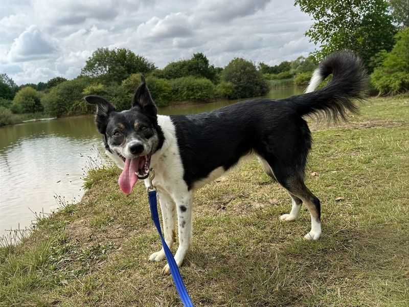 undefined | Collie (Border) | undefined - 8