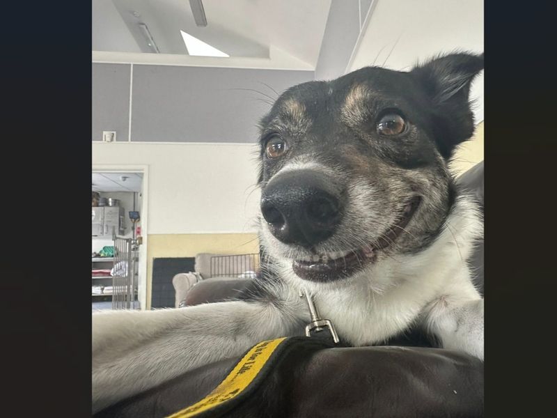 undefined | Collie (Border) | undefined - 9