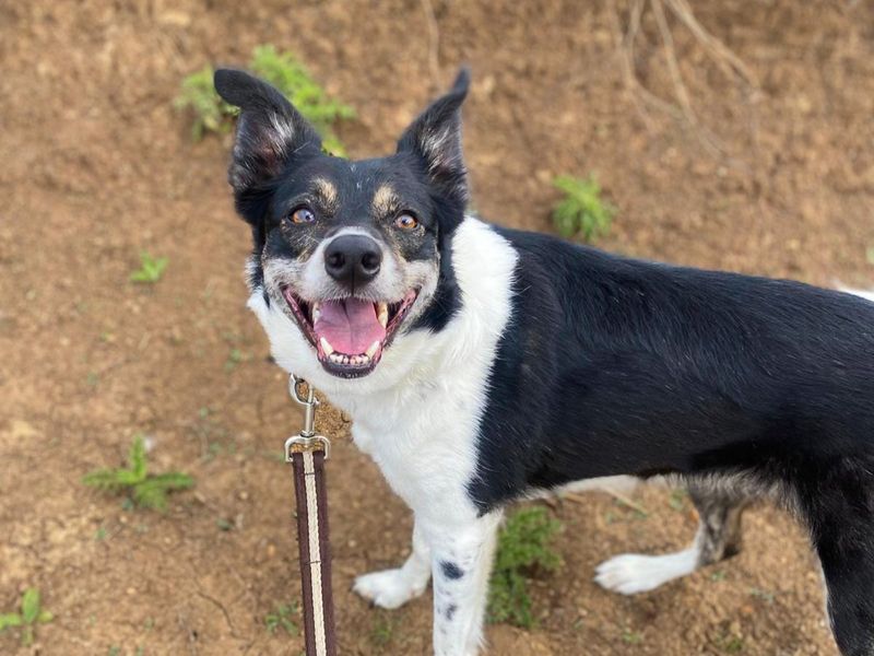 undefined | Collie (Border) | undefined - 6