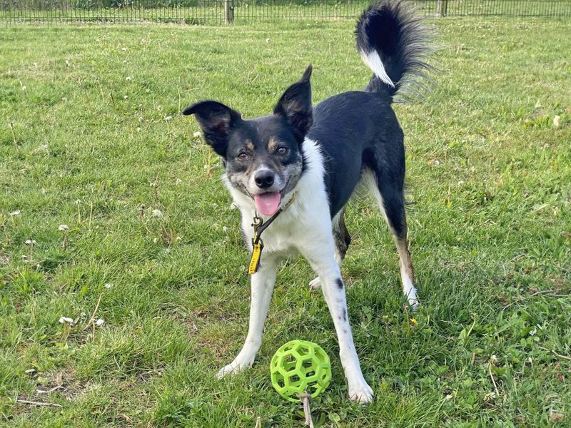 undefined | Collie (Border) | undefined - 15