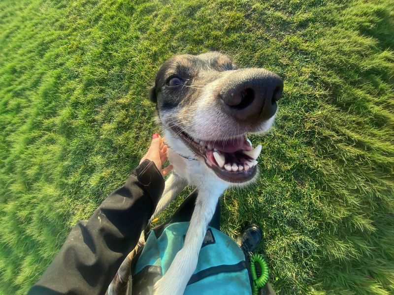 undefined | Collie (Border) | undefined - 2