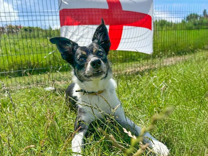 undefined | Collie (Border) | undefined - 20