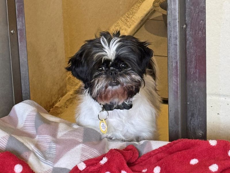 Lainey for sale in Wickford, Essex