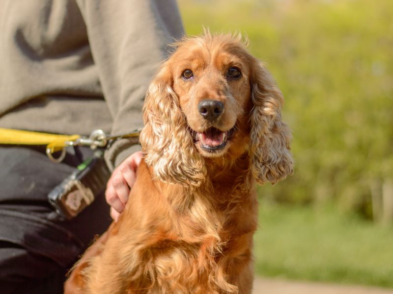 Mango - Image 3 of 3