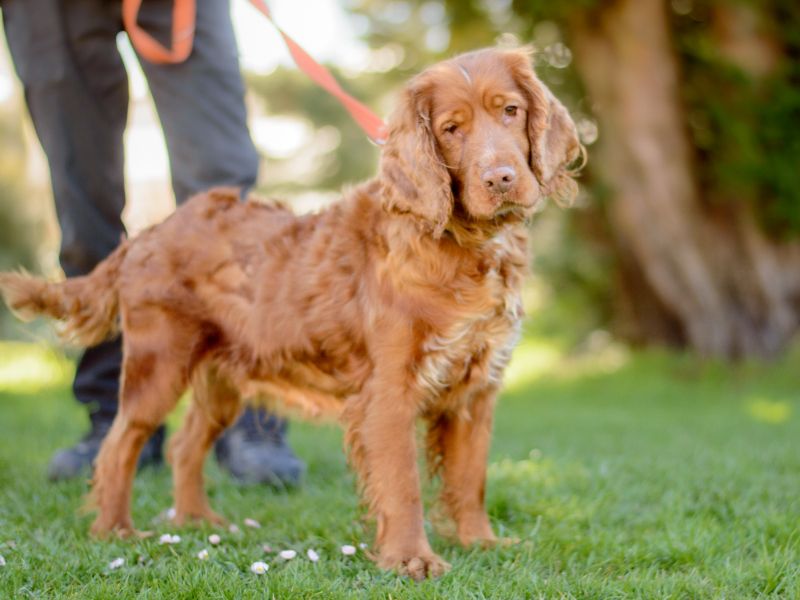 Lizzy for sale in Kenilworth, Warks - Image 3