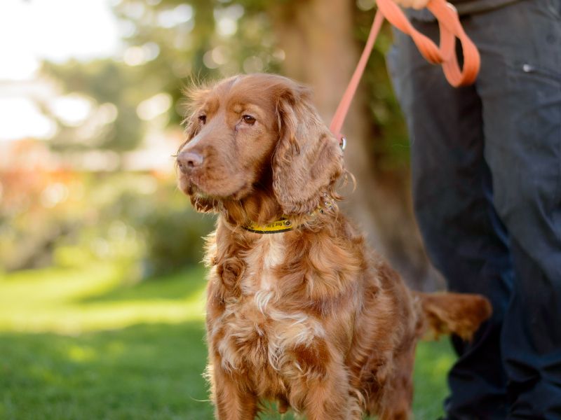 Lizzy for sale in Kenilworth, Warks - Image 2