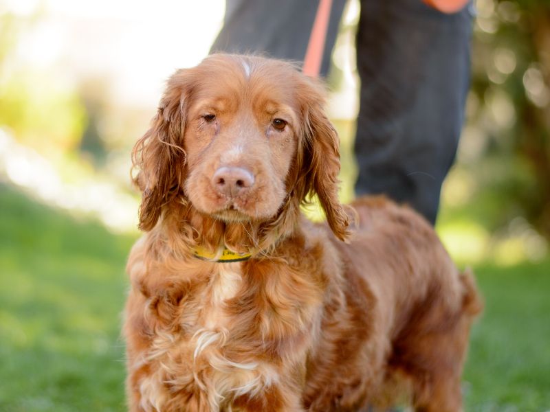 Lizzy for sale in Kenilworth, Warks - Image 4
