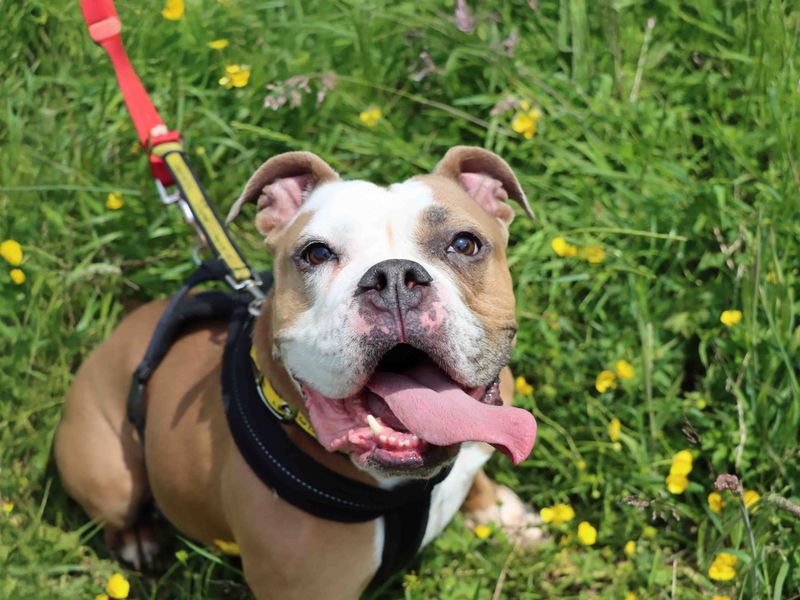 Nala for sale in Sadberge, Co Durham | Image 2