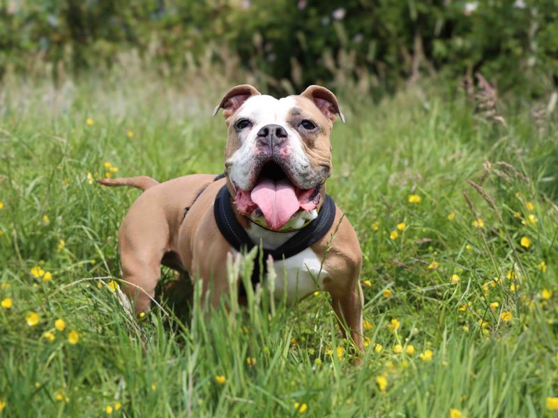 Nala for sale in Sadberge, Co Durham