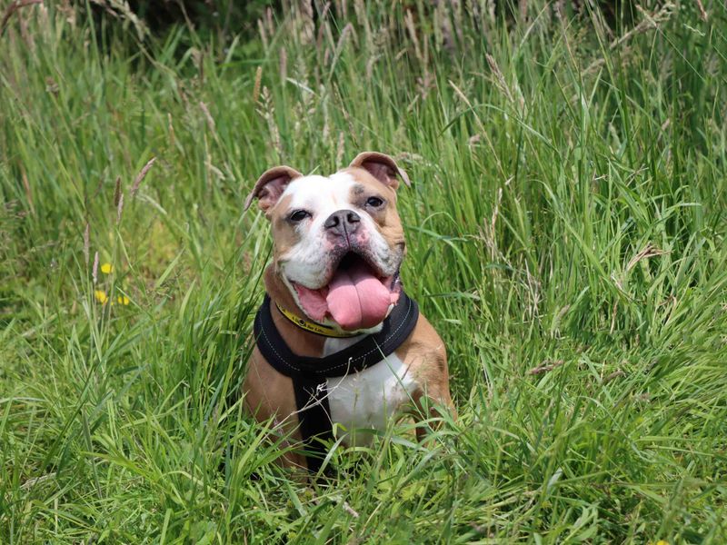 Nala for sale in Sadberge, Co Durham | Image 3