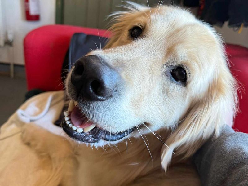 Golden Retriever for adoption in Wales, Somerset – 7 years old - Image 3 of 3