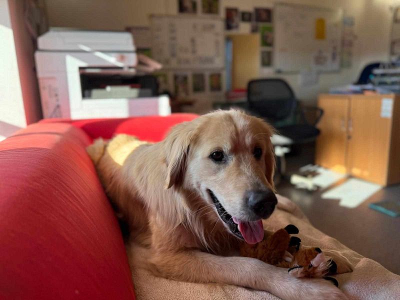 Golden Retriever for adoption in Wales, Somerset – 7 years old - Image 2 of 3