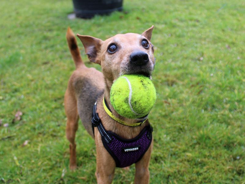 Linda | Terrier (Patterdale) Cross | Merseyside (Liverpool) - 1