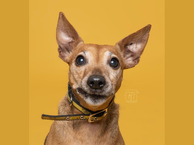 Linda, a 8 years old female Patterdale Terrier available for adoption from Dogs Trust in Liverpool, Merseyside