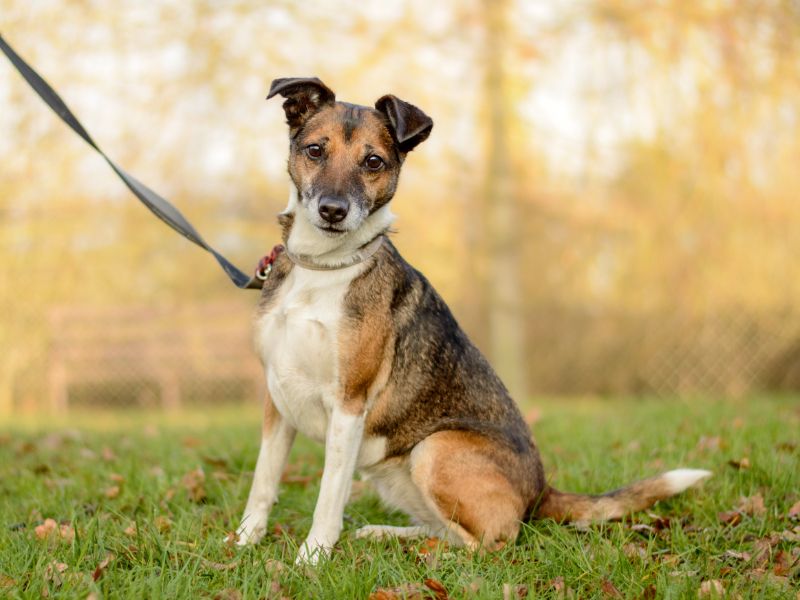 Tuna | Collie (Border) Cross | Kenilworth (West Midlands) - 1