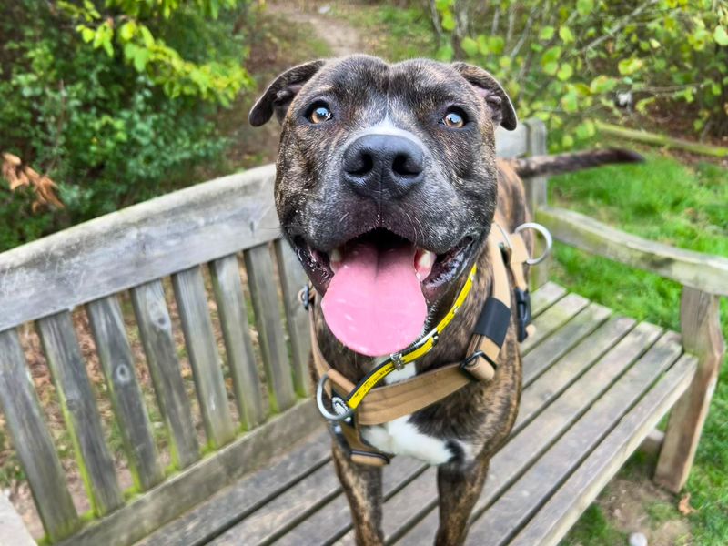 Staffordshire Bull Terrier for adoption in Wickford, Essex – 11 months old - Image 2 of 3