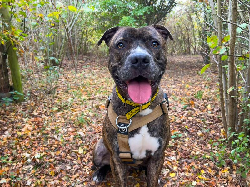 Staffordshire Bull Terrier for adoption in Wickford, Essex – 9 months old