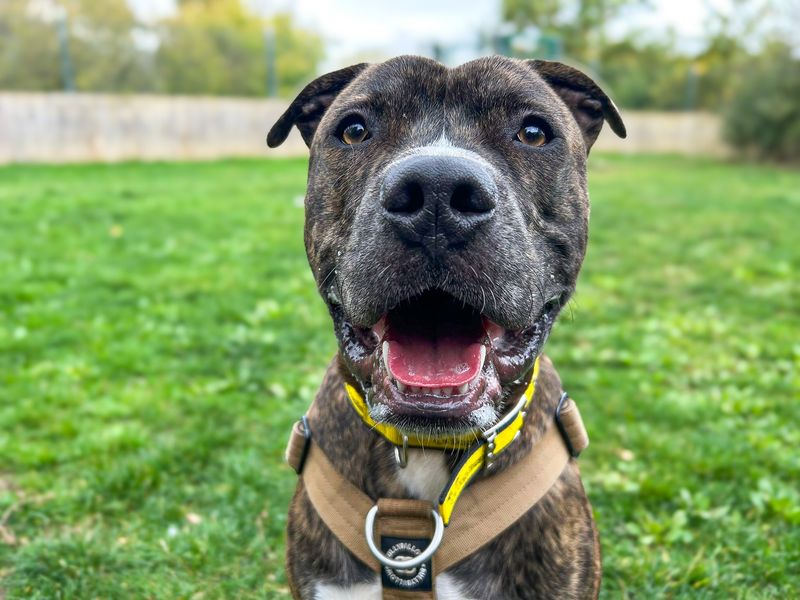 Staffordshire Bull Terrier for adoption in Wickford, Essex – 11 months old - Image 3 of 3